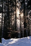 snow drifts in the forest