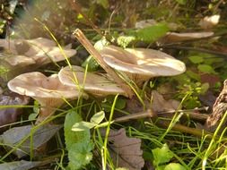 mushrooms in the forest in summer