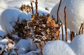Hydrangea flowers in snow close-up