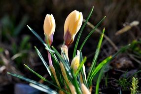 closed spring crocuses in the garden