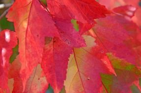 bright red autumn leaves in the forest