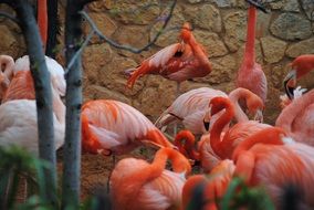 pink flamingos in the animal world