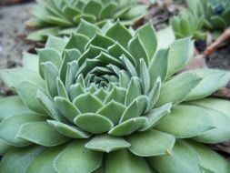 closeup picture of green rose flower