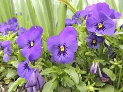Pansies spring in the garden