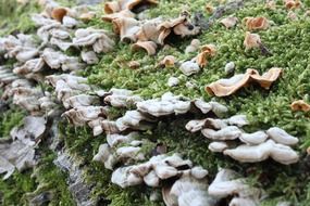 moss, white and orange mushrooms on the trunk