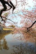 flowering cherry branches hanging over the river