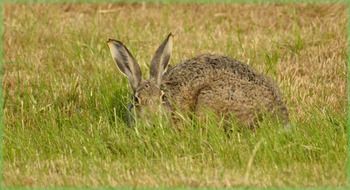 Gray hare on a green field