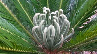 macro photo of flowering palm tree