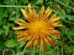 yellow alpine plant flower
