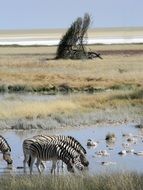 Zebras at the waterhole in Africa