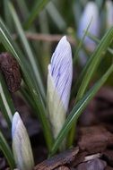 closed crocus climbs out of the ground