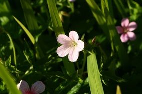 summer pink daisies