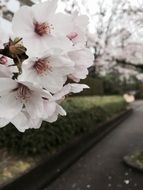 flowering cherry branch over the path