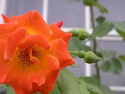 wonderful orange rose flower