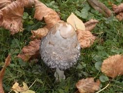 grey poisonous mushroom