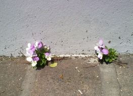 bright flowers on the sidewalk