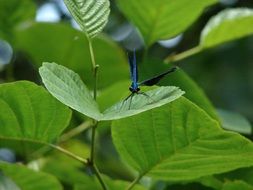 dark blue dragonfly on green leaf
