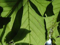 transparent shadow on a green leaf