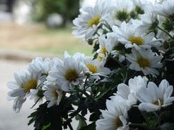 bouquet of white garden flowers