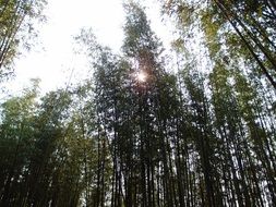 green bamboo under the bright sun