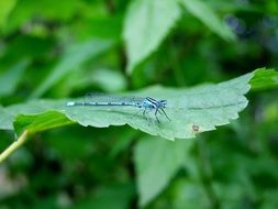 blue dragonfly closeup