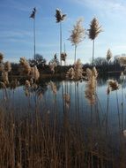 view of the lake through the reeds