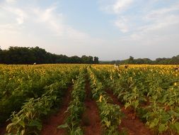perfect sunflowers