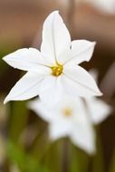 white beautiful blossom flower