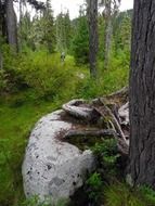 Big rocks in the forest