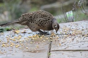 pheasant hen is pecking grain