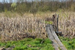 wooden bridge over the swamp