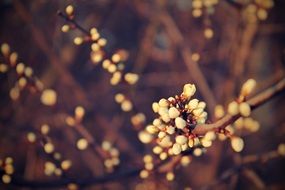 white spring buds on a branch