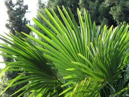 green bright palm leaves