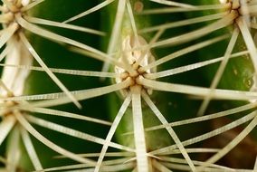 sharp cactus spines in macro