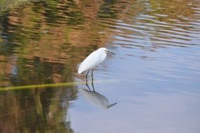 a bird stands on a plant in water