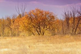 autumn golden Yellow Tree forest