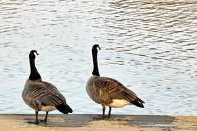 a pair of wild geese on the shore