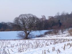 wintry landscape