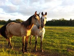 horse friendship