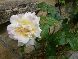 delightful beauty pink white flower