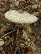 poisonous mushroom grows in the forest