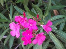 oleander, pink tropical flowers