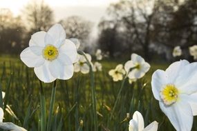 white with yellow center daffodils on flower bed in spring garden
