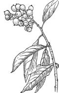 plant leaves berries drawing