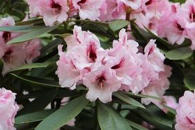 bush with pink flowers and green leaves