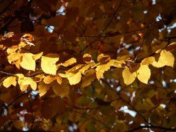 Bright leaves of European beech in autumn day
