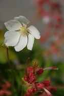 White flower in the garden on a blurred background