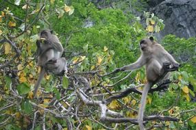 two wild monkeys on a tree