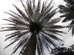 palm plants
