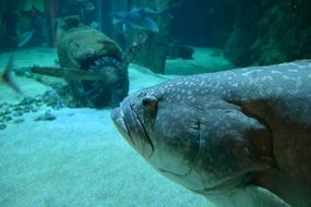 the fish swims at the bottom of the pond